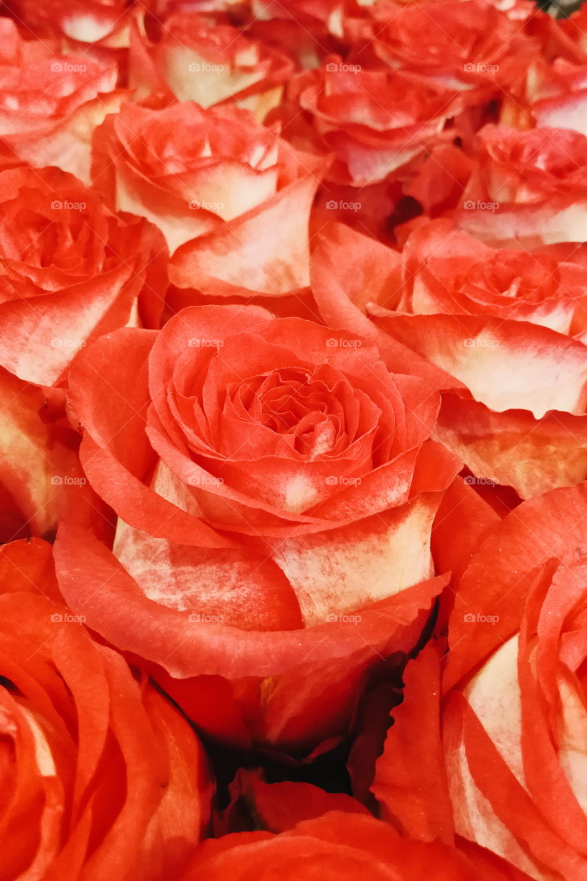 Red roses