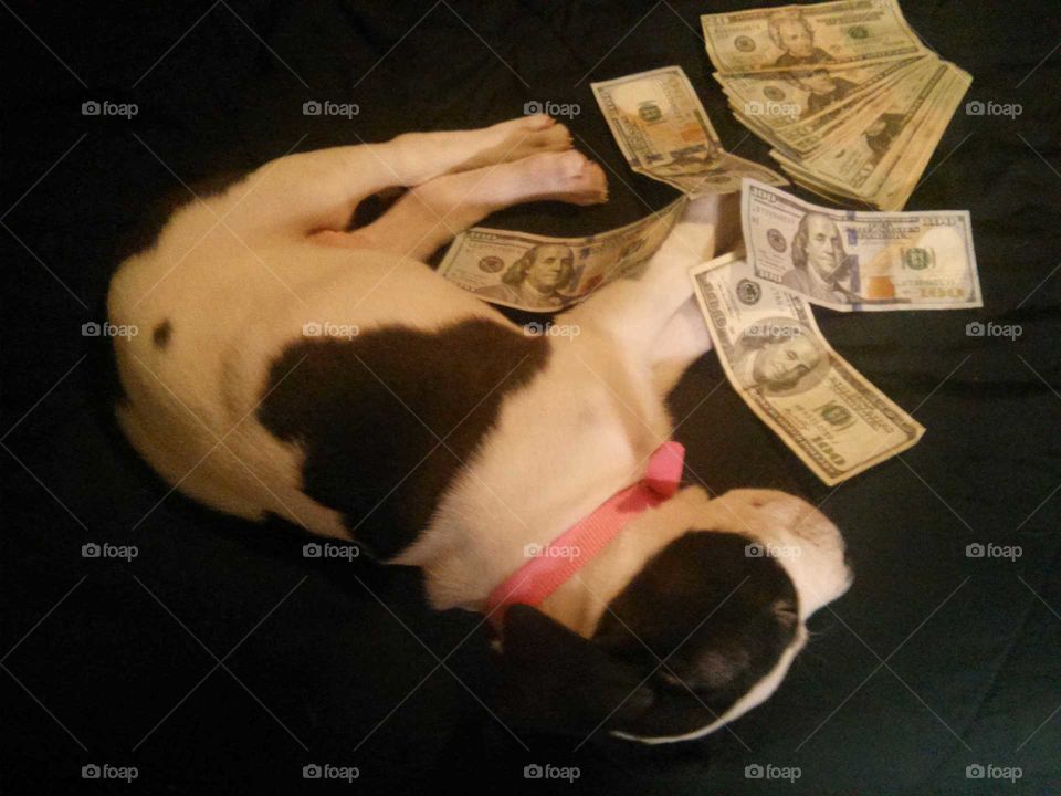 Cute Rich Puppy!