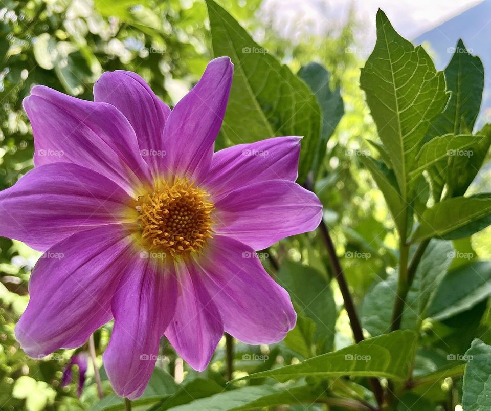 A flowery tale of beauty 