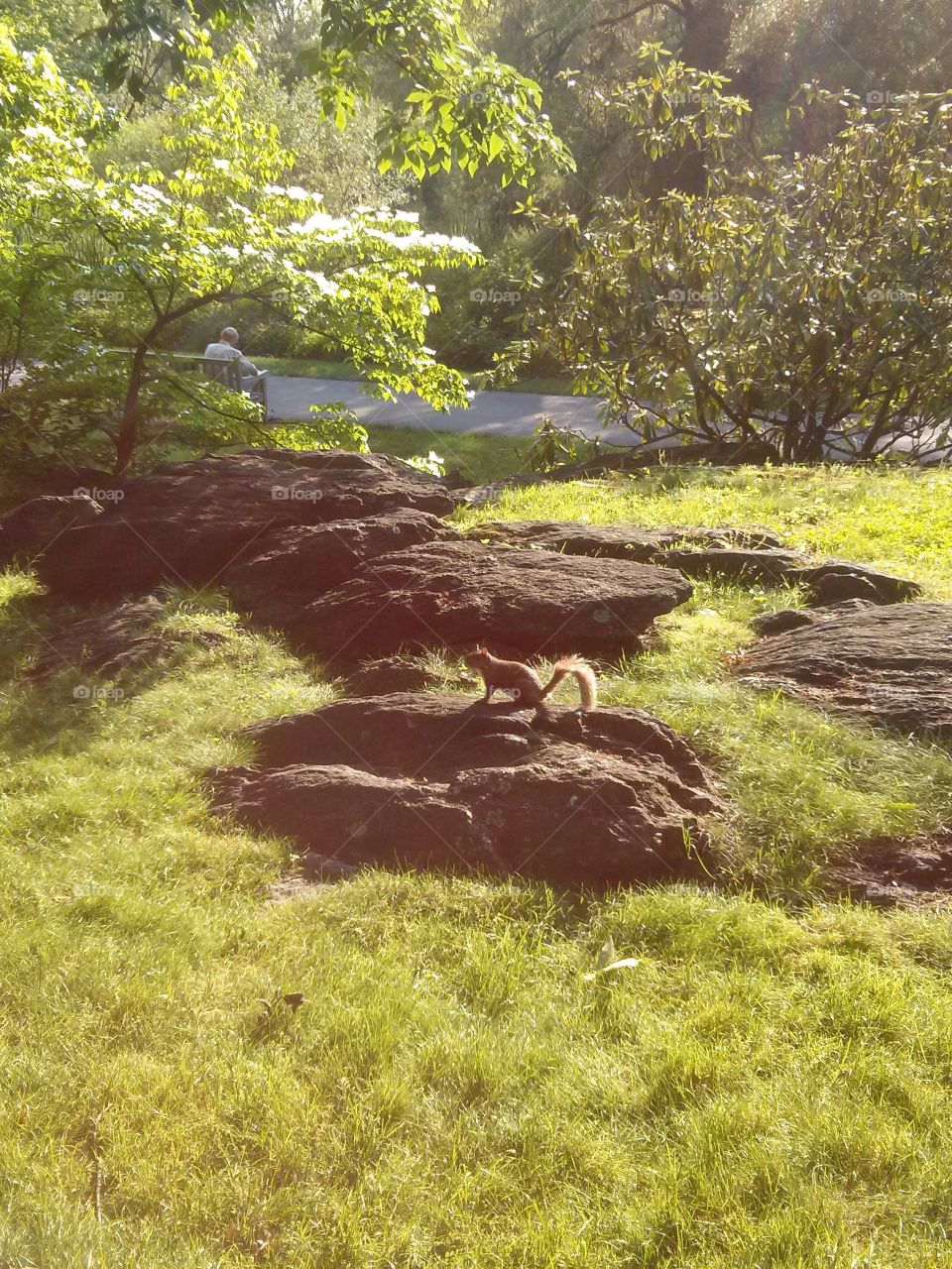 Squirrel taking a sunbathing in the nature...