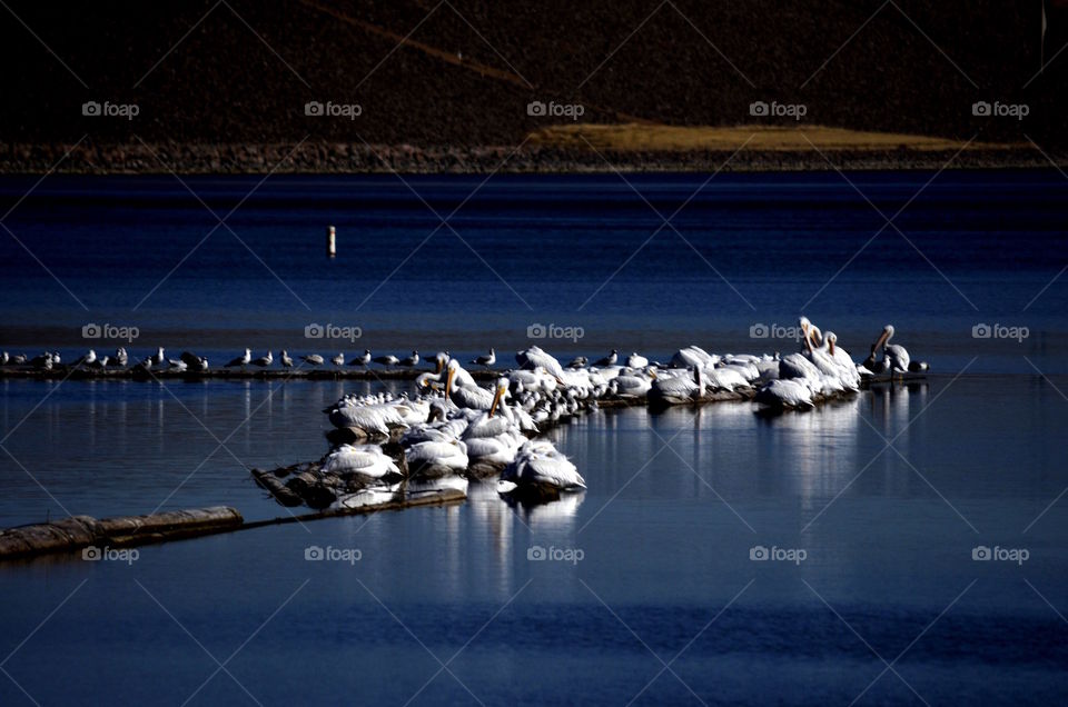 Pelicans on Cherry Creek Reservoir