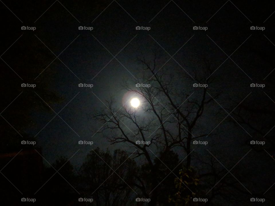 Full moon through the trees