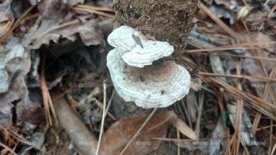 Nature, Wood, Fungus, Ground, Tree