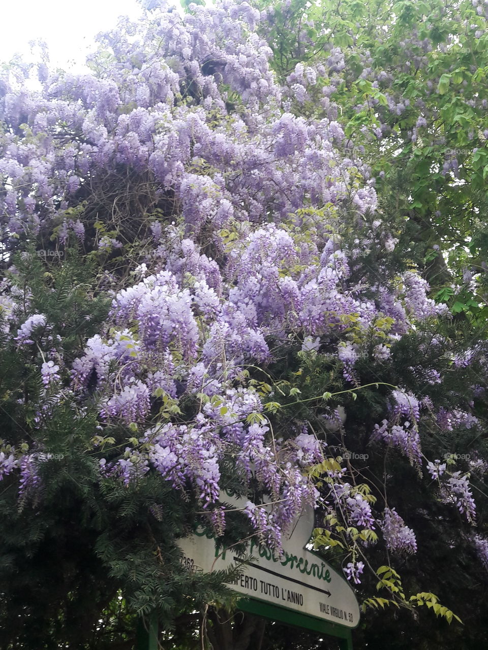 Beautiful Lavender in Valentino park