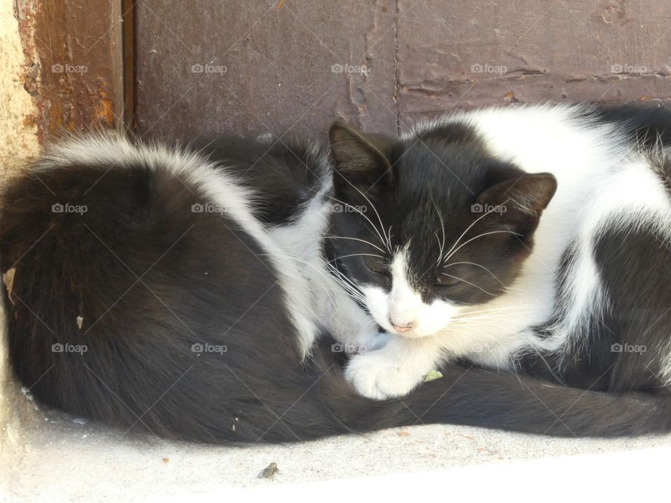 Sleepy kitties 