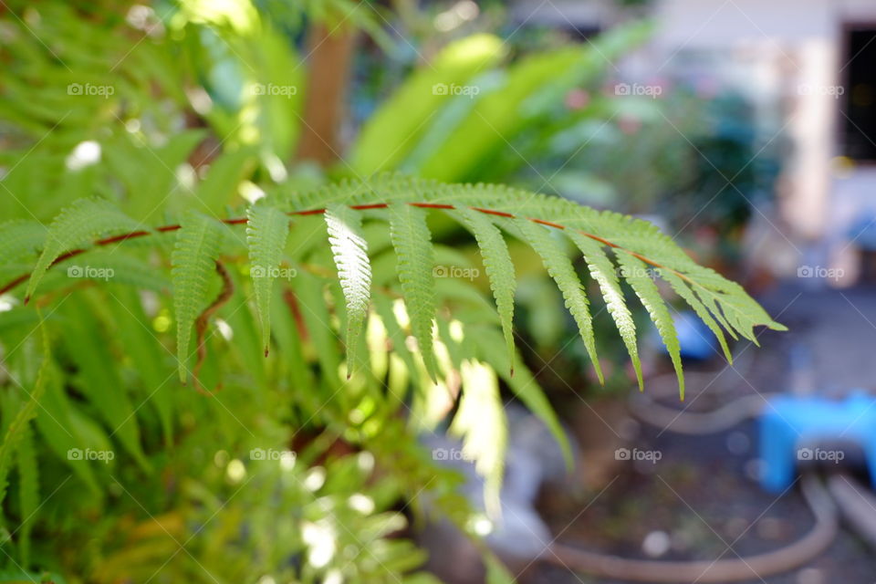 fern2