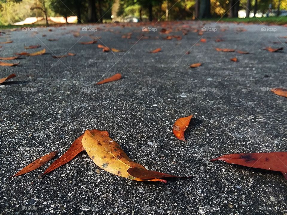 Beautiful orange leaves fallen onto a pathway