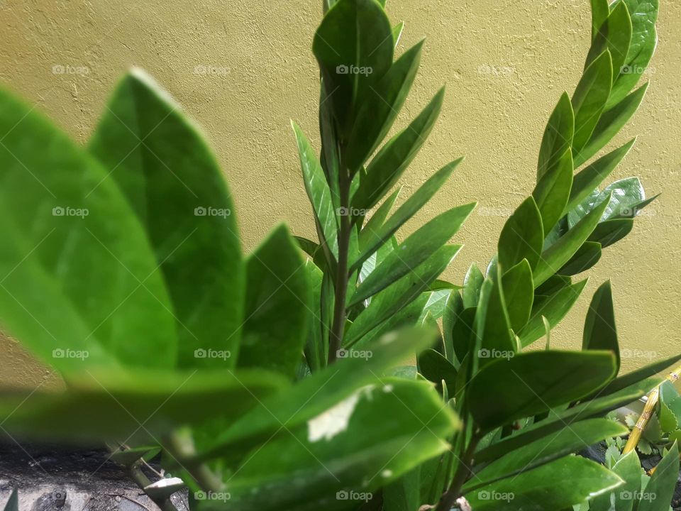 flat lay. nature concept