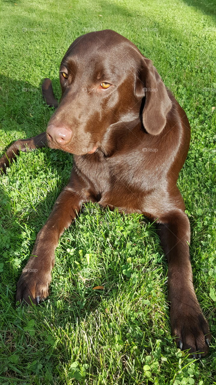 Chocolate Lab laying in the yard looming at me wondering why I'm taking yet another picture