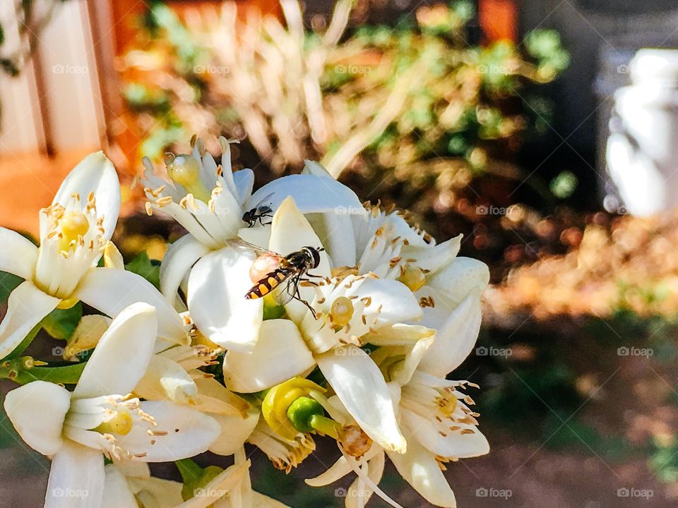 Banded honey bee on flower