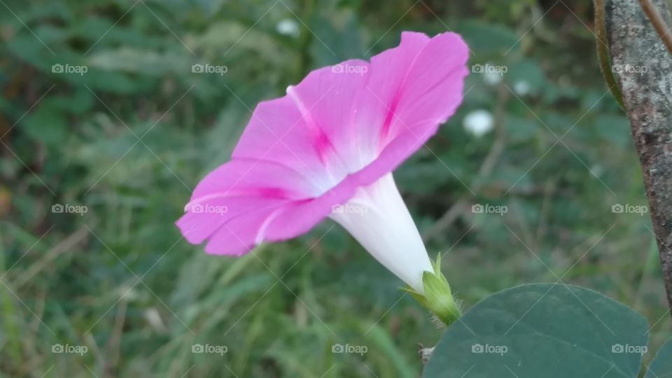 Nature, Flower, Flora, Summer, Leaf