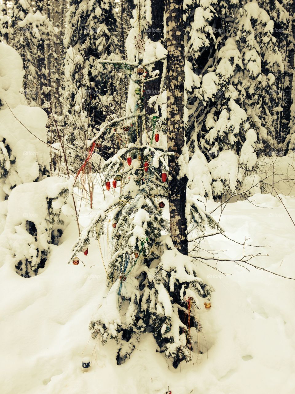Christmas tree in the bush. Decorated tree on snowshoe trail in the bush
