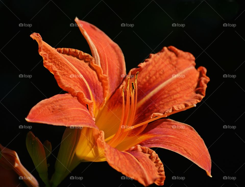 Close-up of lily flower