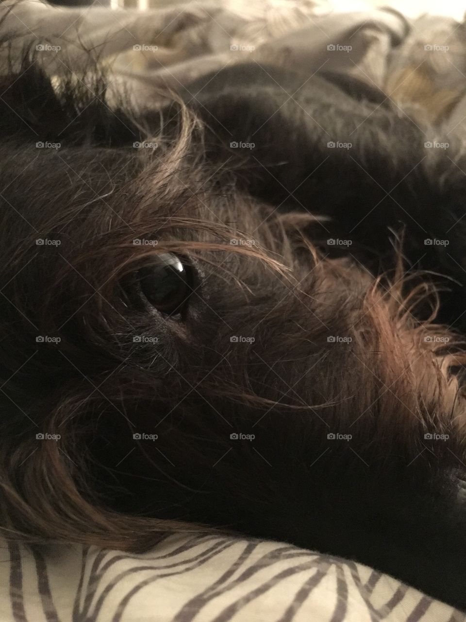 Dog close up