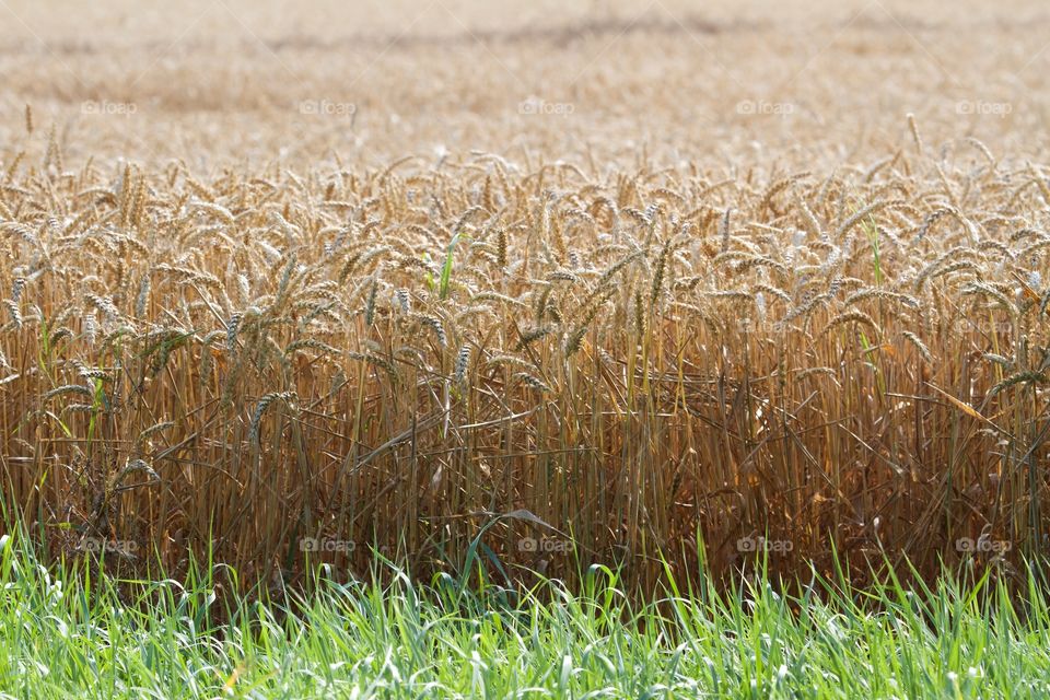 Harvesting time . Harvesting time 