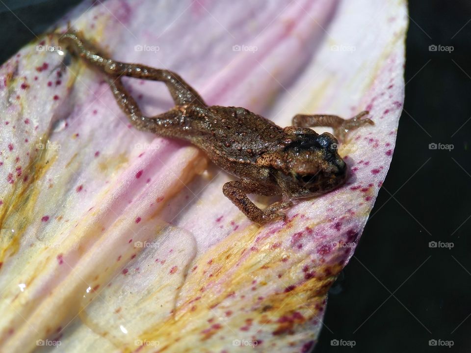 A frog tans on a leaf