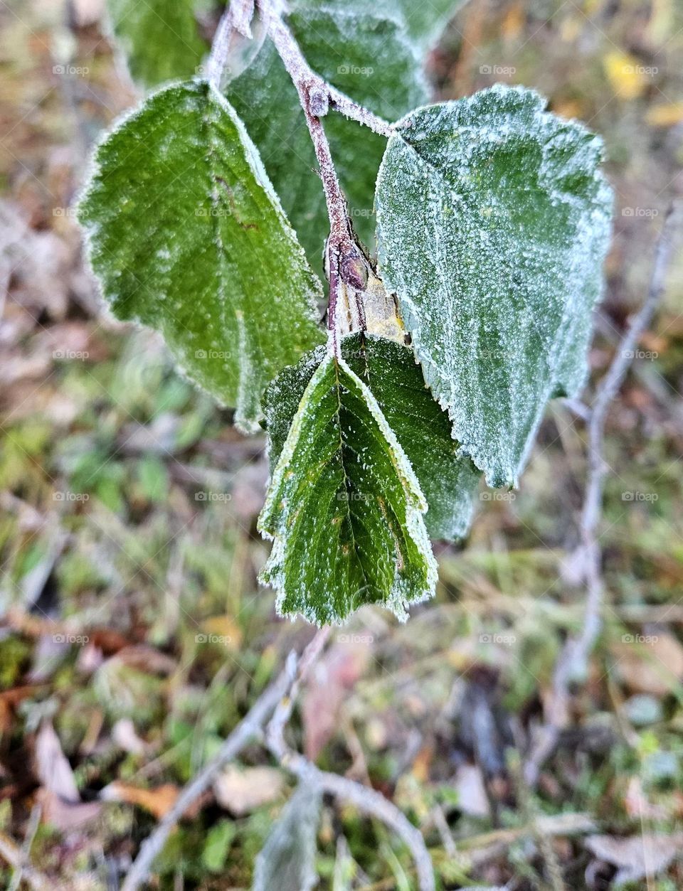 The first frosts of autumn in Finnish Lapland and everything in nature is covered in a cold frost. This photo shows a alnus glutinosa leaves