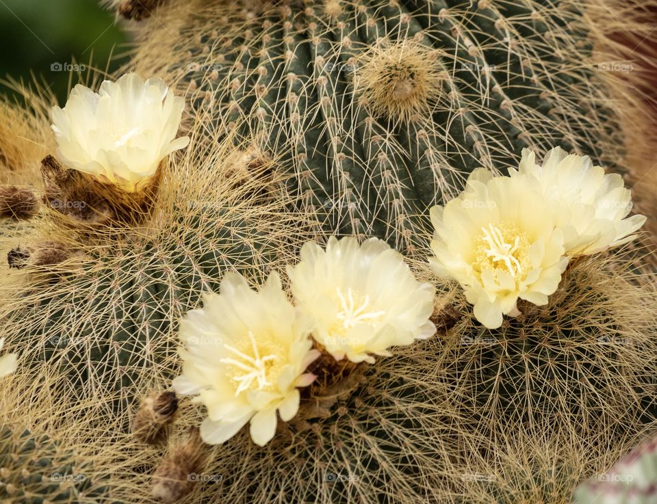 Beautiful cactus farm