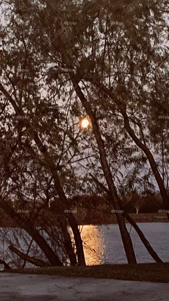 Moonrise moon rays willow cover reflections from willow trees slowly cascading on lake beds. 