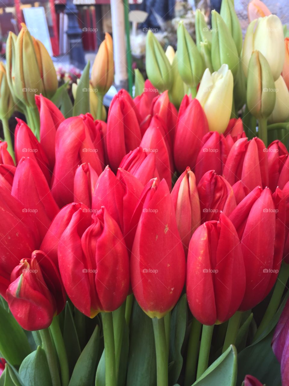 Beautiful Tulips