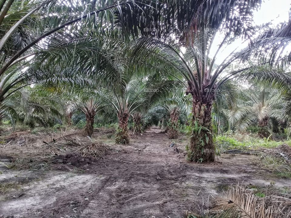 Control Road useful for monitoring the work of the block with a width of 2 meters