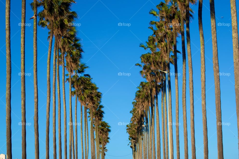 Palm palms 