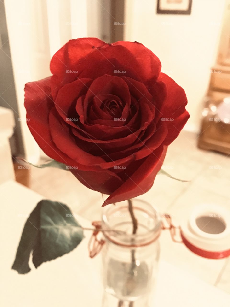 Beautiful red rose 🌹
