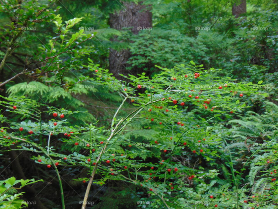 beautiful forestry nature walk headed to beach