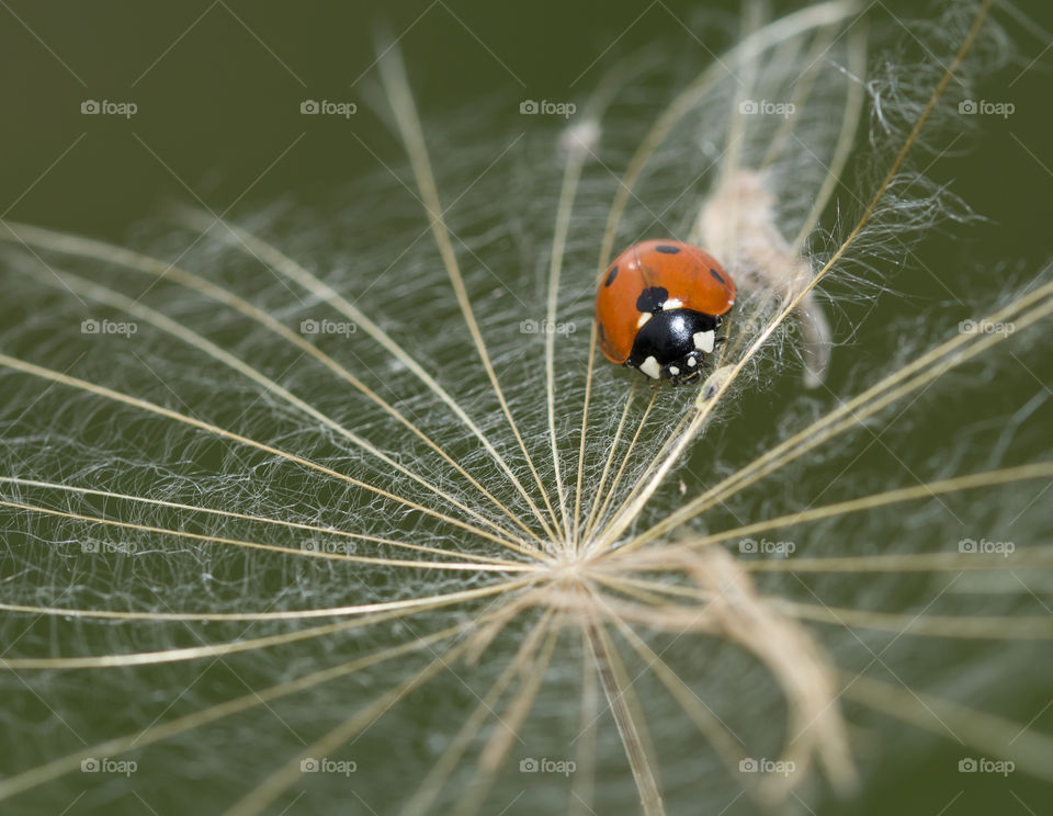 ladybug into a dandelion clock. fragility and tenderness of nature