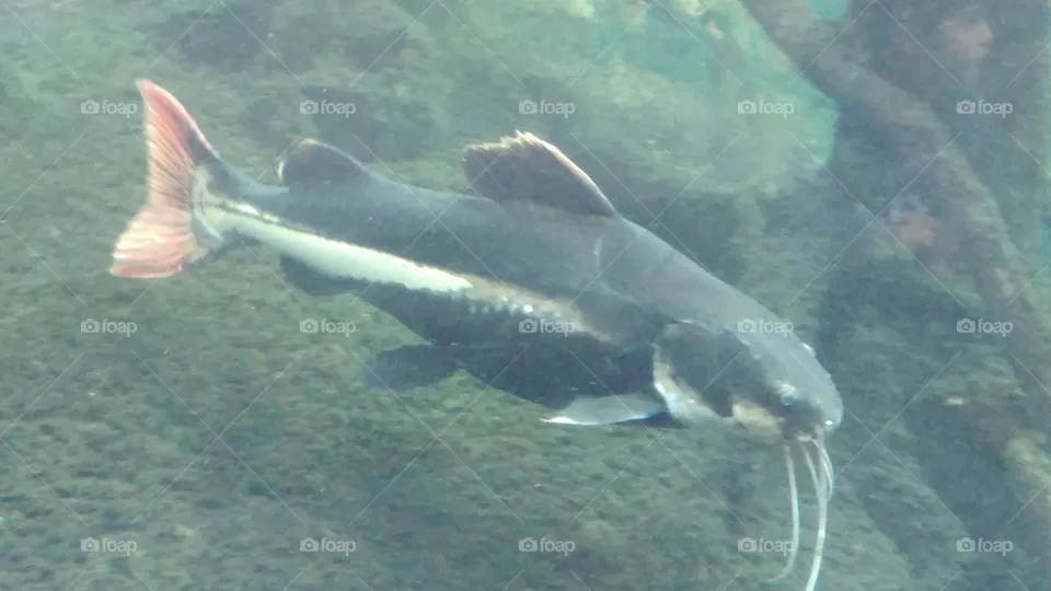fish
