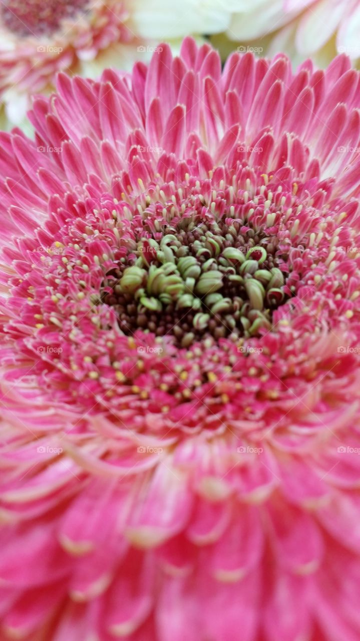 Gerbera Daisy Macro