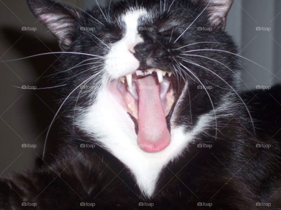 Yawning make tuxedo cat, Stubbs.