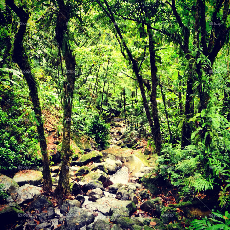 rainforest hike