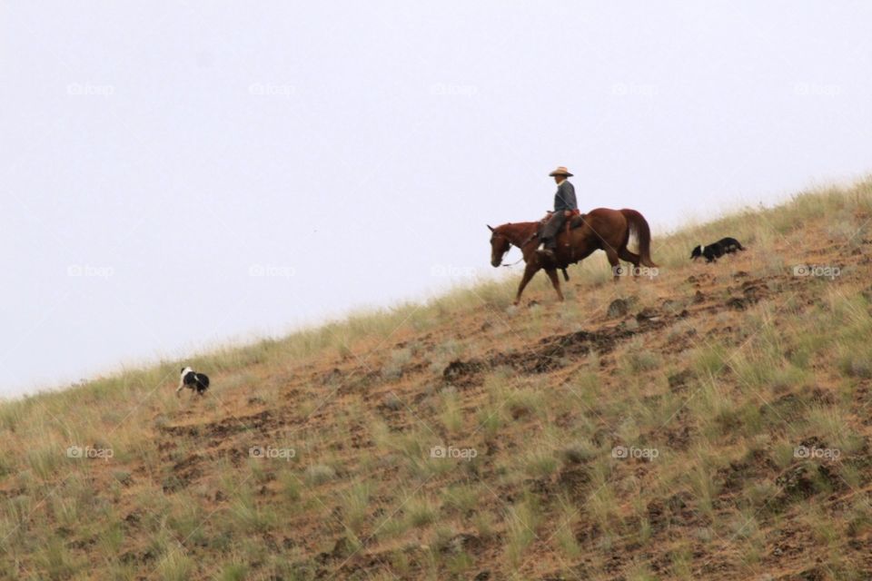 Cowboy on his horse with his working dogs.