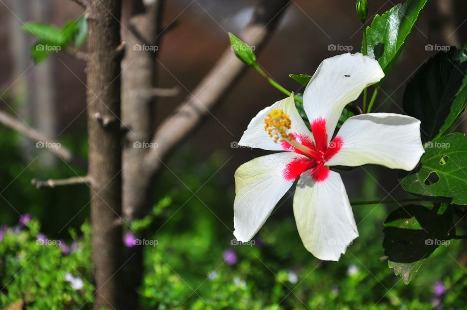 Nature, Flower, Leaf, No Person, Flora