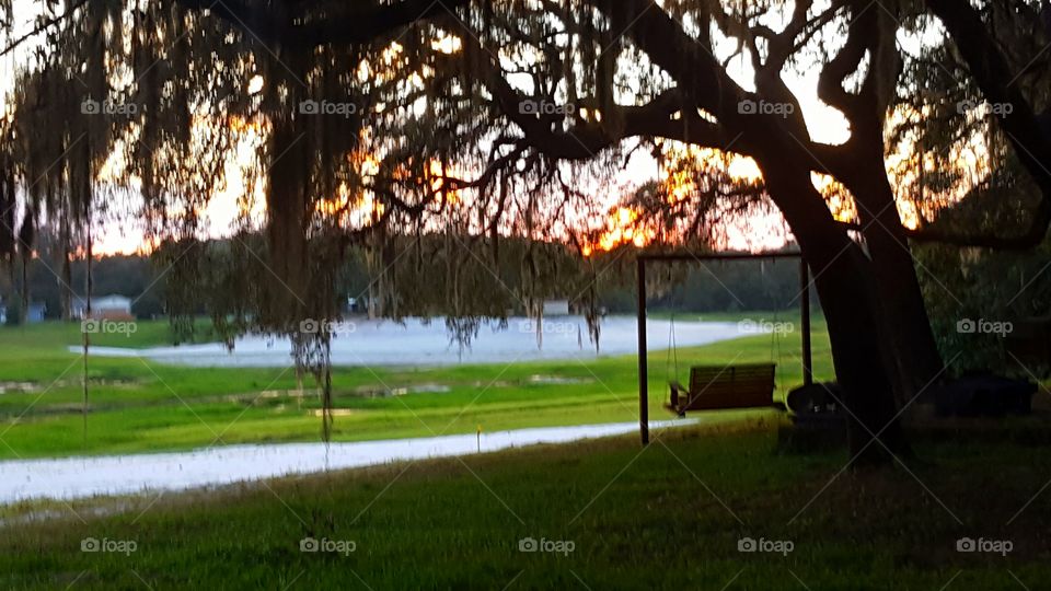 Tree, Landscape, Park, Lake, Water