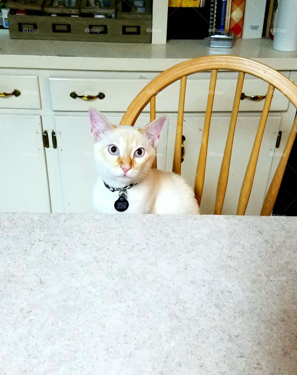 Elevated view of kitten on chair