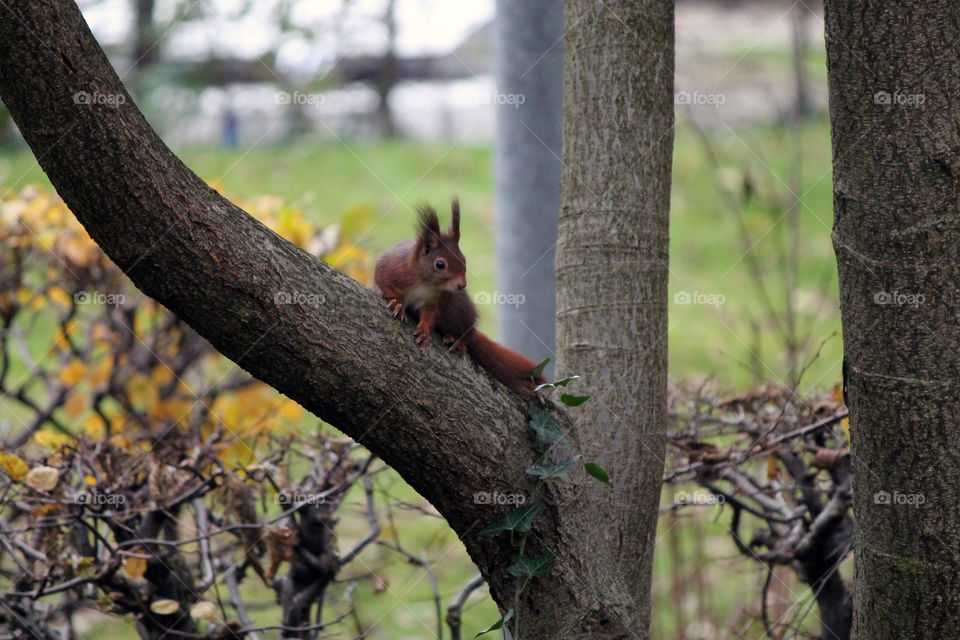 Squirrel