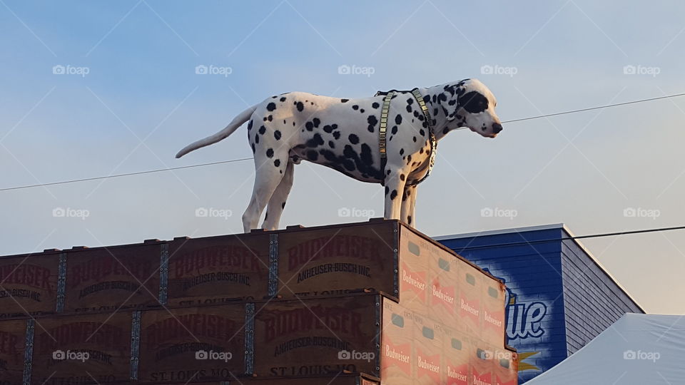 Budweiser Dalmatian Dog