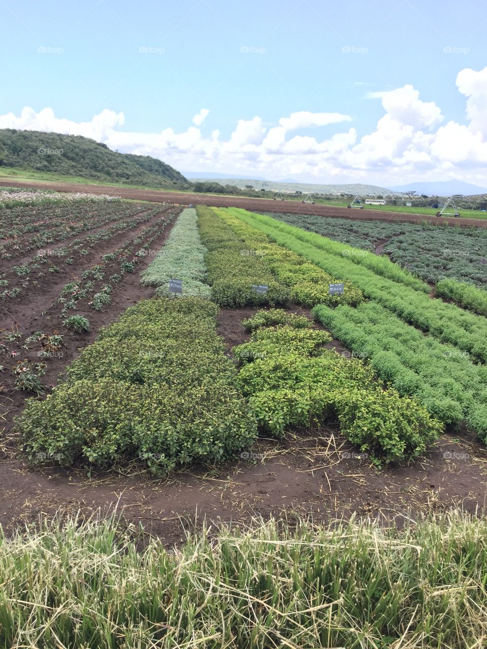 organic plantation farm