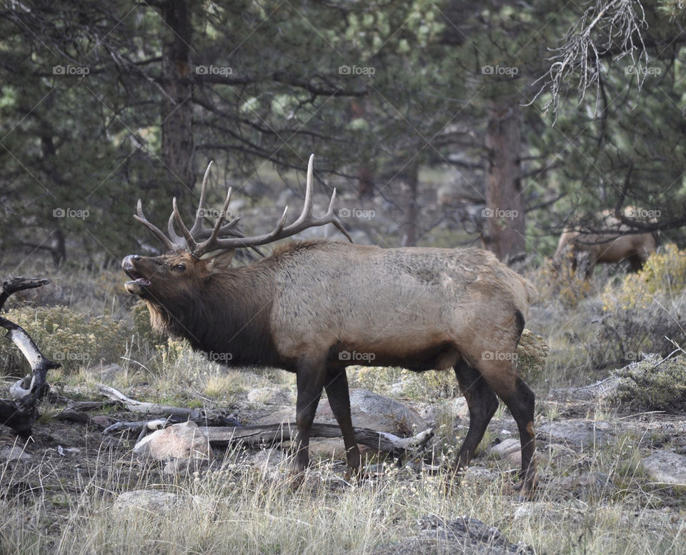 Elk