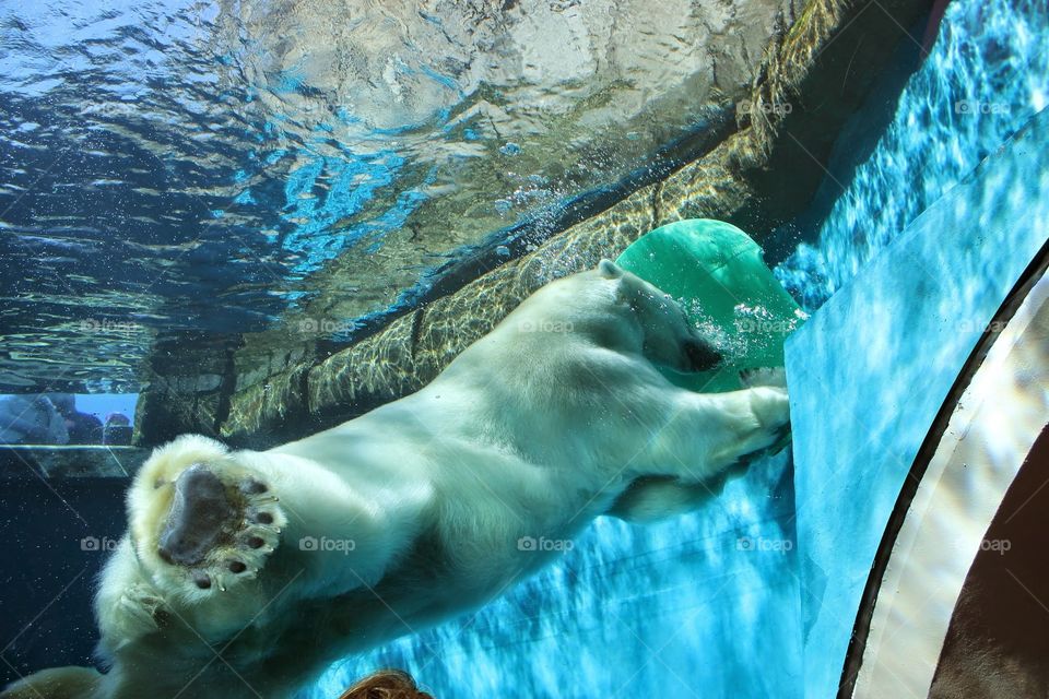 Graceful Giant. A polar bear at the Pittsburgh Zoo.