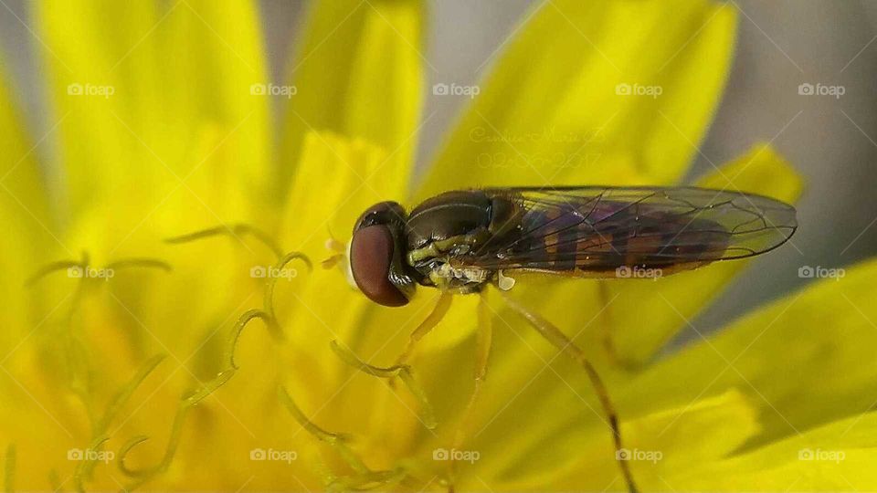 Hover Fly on Dandelion