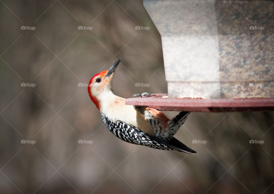 Close-up of woodpecker