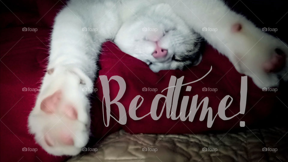 Lazy cat Photograph with typography