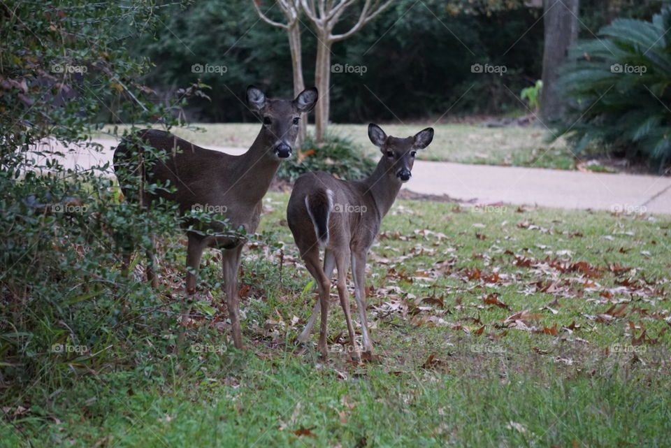 Mother and child deers who came to eat at our backyard every morning. 