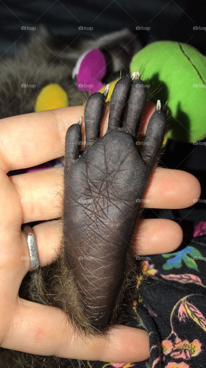 Raccoon Hind Foot