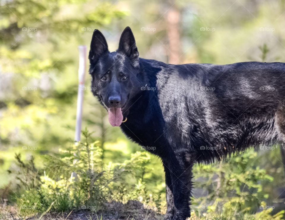 A black German Shephard looking at camera. Standing in the forest