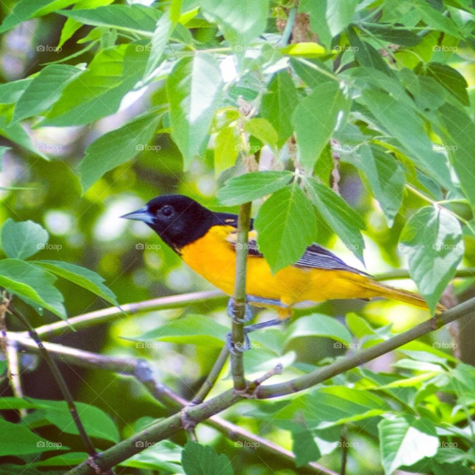 Baltimore Oriole 