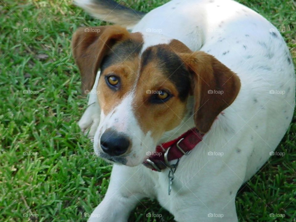 A treeing walker hound mix sitting in the green grass